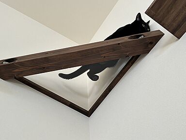 だいこうホームの施工事例「猫と暮らす平屋+αの家 28坪」の画像6