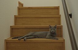 タカノホームの施工事例「猫と暮らす大人の贅沢時間を愉しむ家」の画像