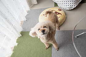 タカシンホームの施工事例「自然に囲まれ愛犬とのびのび暮らす平屋/広島県 N様邸」の画像2