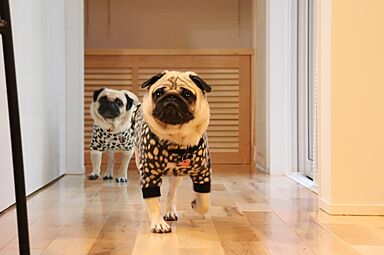 トモノ建築設計事務所 【佐久穂スタジオ】の施工事例「【平屋/ガレージ/ペット/間取り図あり】犬と快適に暮らすための家【移住】」の画像3