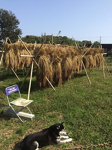 株式会社天然住宅の施工事例「農的暮らしを満喫する平屋」の画像6