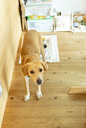 株式会社天然住宅の施工事例「【神奈川県大磯町/27坪】子ども達の気配が感じられるあたたかな自然素材の家」の画像8