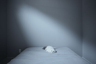 シンプルノート 岡山北・倉敷スタジオの施工事例「玉野市|二匹の愛猫と過ごす、キャットウォークのある平屋」の画像6