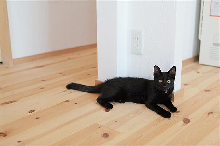 無添加住宅 コラボハウスの公式画像_その他5