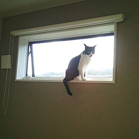 有限会社鳥越住建の施工事例「ペットと暮らすビルトインガレージのある家」の画像4