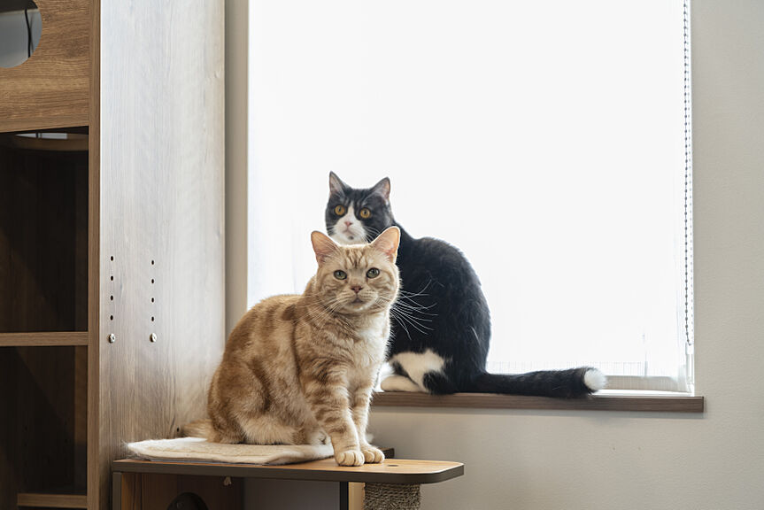 株式会社土屋ホーム 東日本営業本部のこだわり・特長「ペットと暮らす家」の画像1