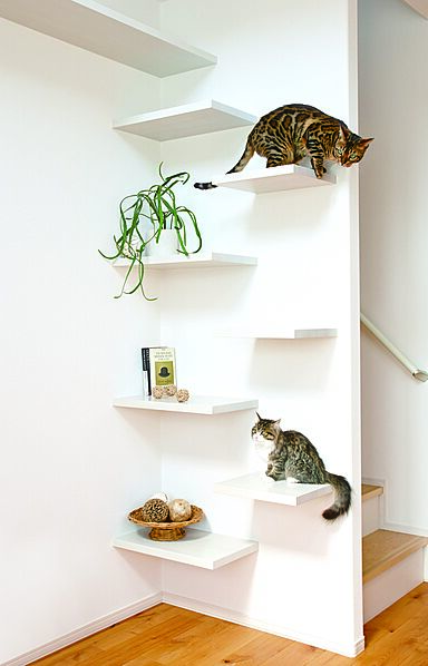 ダイワハウス 大宮北ハウジングステージダイワハウス大宮北展示場のカタログ「【ダイワハウス】 猫と暮らす家 犬と暮らす家 ~ペットと暮らすための間取りと設備~」の画像8