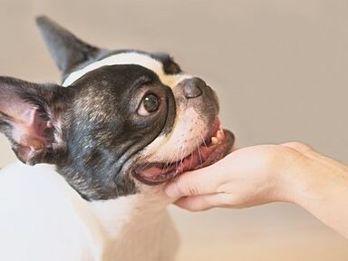 ロイヤルハウス 沖縄南店(株式会社秀建工業)のカタログ「ペットと楽しく暮らす家」の画像3