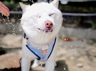 ロイヤルハウス 沖縄南店(株式会社秀建工業)のカタログ「ペットと楽しく暮らす家」の画像9